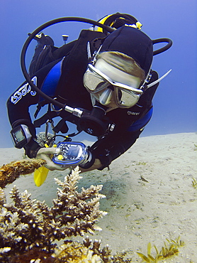 Diver looking for a shot. Red Sea, Egypt.