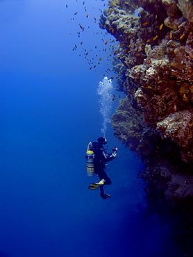 Diver observing coral wall. Shark observatory, Sharm El Sheikh, South Sinai, Red Sea, Egypt.