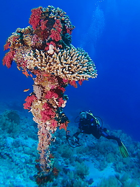 Diver next to a coral encusted anchor. Anemone City, Sharm El Sheikh, South Sinai, Red Sea, Egypt.