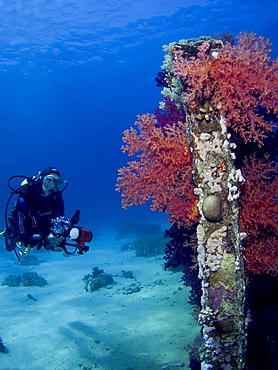 Diver observing soft corals growing on the remains of a cargo container. Shark and Yolanda, Sharm El Sheikh, South Sinai, Red Sea, Egypt.