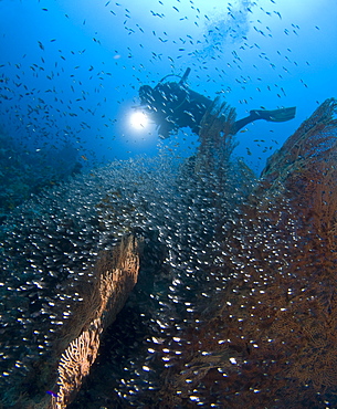 A Diver observing a Giant sea fan (Annella mollis) and the Glass fish (Parapriacanthus ransonneti) that have used its cover as a safe haven. Sharm El Sheikh, South Sinai, Red Sea, Egypt.