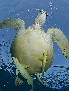 Large Green Turtle (Chelonia mydas) grazing on the seagrass beds of Marsa Abu Dabab. These pristine seagrass beds attract herds of grazing green turtles. Marsa Abu Dabab, Marsa Alaam, Red Sea, Egypt.