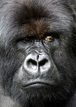 Tight headshot of a Mountain Silverback Gorilla, looking away. Volcanoes National Park, Virunga mountains, Rwanda, East Africa