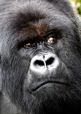 Tight headshot of a Mountain Silverback Gorilla, distracted by something in the forrests of the Volcanoes National park, Rwanda. Volcanoes National Park, Virunga mountains, Rwanda, East Africa