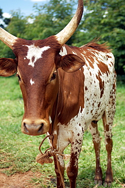 A brown and white Cow is grazing in Gulu Town, Northwest Uganda. Gulu Town, Uganda, East Africa