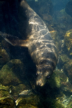 Galapagos sea lion - Zalophus californianus wollebacki.  Galapagos, Pacific Ocean