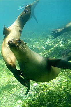 Galapagos sea lion - Zalophus californianus wollebacki.  Galapagos, Pacific Ocean   (RR)