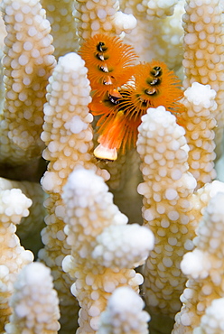 Christmas Tree Worm (Spirobranchus giganteus) amongst (Pocillopora Sp.). Red Sea.