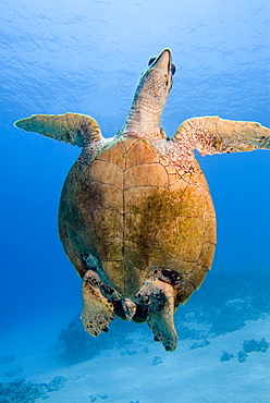 Hawksbill Sea Turtle (Eretmochelys imbricate)  Swimming, Coastal reef, Sinai Penninsula, Red Sea.