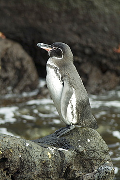 Galapagos penguin (Spheniscus mendiculus). Galapagos.   (rr)