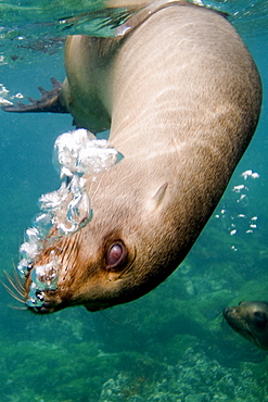 Galapagos sea lion - Zalophus californianus wollebacki.  Galapagos, Pacific Ocean