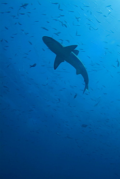 Silhouette of Galapagos shark - Carcharhinus galapagensis.  Galapagos, Pacific Ocean