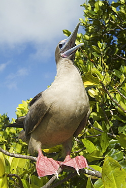 Red-footed booby (Sula sula). Galapagos.   (rr) 