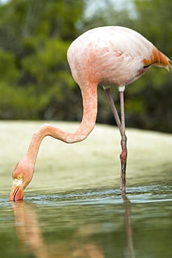 Galapagos Flamingo (Phoenicopterus ruber). Galapagos.   (rr) 