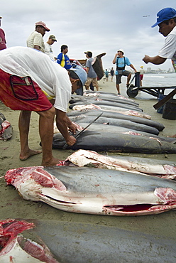 Bigeye thresher, Alopias superciliosus. Finning, Manta, Ecuador. 