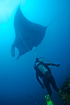 Manta birostris and diver. Ecuador