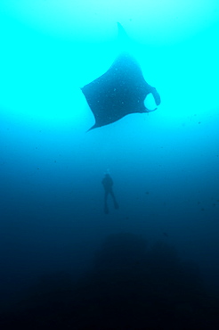 Pelagic Manta Birostris or Giant Manta Ray. Ecuador. 