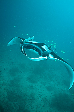 Pelagic Manta Birostris or Giant Manta Ray. Ecuador. 