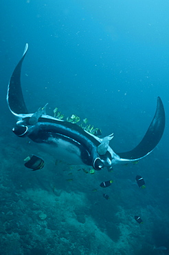 Pelagic Manta Birostris or Giant Manta Ray. Ecuador. 