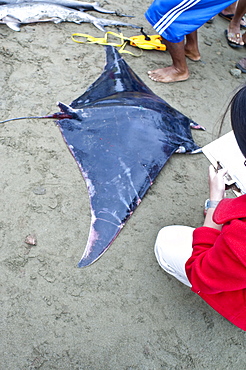 Mobula bycatch, Ecuador.