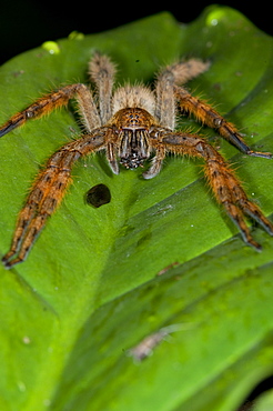 Water Spider, Mindo Ecuador. 