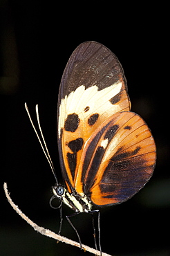 Butterfly, Mindo, Ecuador, 