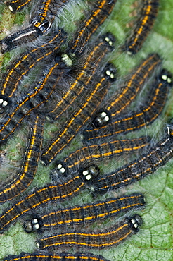 Caterpillar Congregation. Mindo, Ecuador