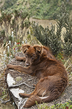 Mountain Dog, Andes, Ecuador.