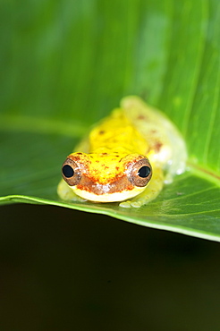 Tree Frog on Leaf. Ecuador