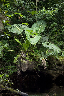 Plant life in Ecuadorean Amazon