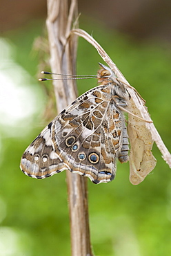 Adult painted lady butterfly shortly after emerging from chrysalis. The wings take over an hour to become strong enough to fly.. Isle of White, UK. Isle of White, UK