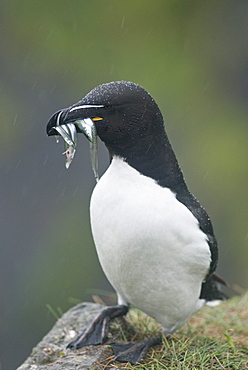 Razorbill (Alca torda), Lunga, Inner Hebrides, Scotland, United Kingdom, Europe