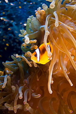 Red Sea Anenomefish (Amphiprion bicinctus). Red Sea.