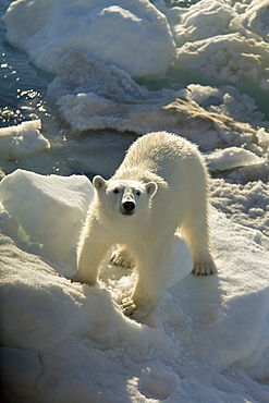 Curious young female polar bear (Ursus maritimus) on multi-year ice floes in the Barents Sea off the eastern coast of EdgeØya (Edge Island) in the Svalbard Archipelago, Norway.