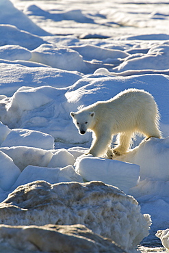 Curious young female polar bear (Ursus maritimus) on multi-year ice floes in the Barents Sea off the eastern coast of EdgeØya (Edge Island) in the Svalbard Archipelago, Norway.