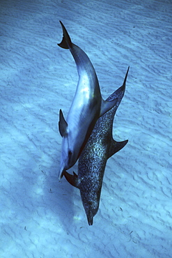 Atlantic Spotted Dolphin pair (Stenella frontalis) underwater on the Little Bahama Banks, Grand Bahama Island, Bahamas.