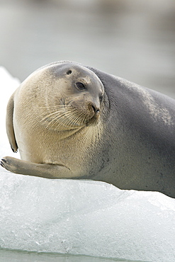 Bearded seal (Erignathus barbatus) swimming amongst the ice near Storpollen Glacier in the Svalbard Archipelago, Barents Sea, Norway.