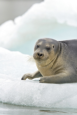 Bearded seal (Erignathus barbatus) hauled out and resting on the ice near Storpollen Glacier in the Svalbard Archipelago, Barents Sea, Norway.