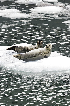 Harbor Seals (Phoca vitulina) on ice near Johns Hopkins Glacier in Glacier Bay National Park, Southeast Alaska, USA.
(Restricted Resolution - please contact us)