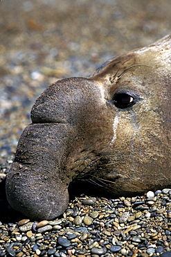 Adult bull Southern Elephant Seal (Mirounga leonina) hauled out (note huge proboscis) on Peninsula Valdes, Argentina. Atlantic Ocean.