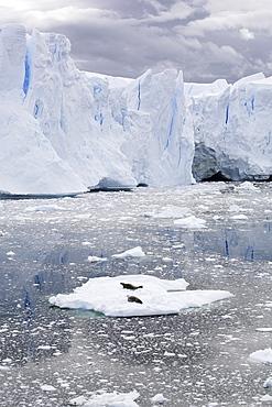 Adult Crabeater Seal (Lobodon carcinophaga) pair hauled out on ice near the Antarctic Peninsula.