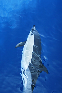 Short-beaked common dolphin (Delphinus delphis) bow-riding with reflected cloud cover in the calm waters surrounding the Canary Islands off the coast of Africa. North Atlantic Ocean.