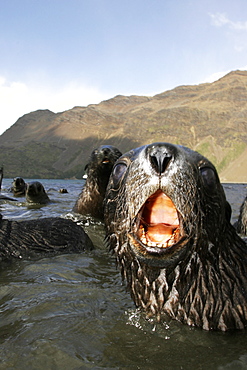 Antarctic Fur Seal (Arctocephalus gazella) pup on the island of South Georgia, southern Atlantic Ocean.