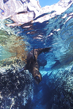 California Sea Lion (Zalophus californianus) pup playing in the crystal-clear reflected waters of Los Islotes in the Gulf of California (Sea of Cortez), Mexico.