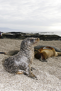 Sand covered Galapagos sea lion (Zalophus wollebaeki) pup in Gardner Bay on Espanola Island in the Galapagos Island roup, Ecuador. Pacific Ocean.