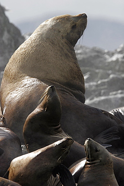 Steller (Northern) Bull Sea Lion (Eumetopias jubatus) hauled out with young animals, Southeast Alaska, USA.