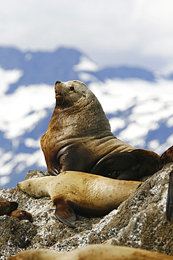 Adult bull northern (Steller) sea lion (Eumetopias jubatus) hauled out on the Brothers Island Group in Frederick Sound, Southeast Alaska, USA. Pacific Ocean