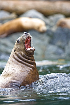 Northern (Steller) sea lion (Eumetopias jubatus) colony on sail rock in Frederick Sound, southeastern Alaska