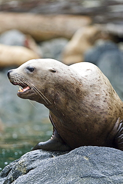 Northern (Steller) sea lion (Eumetopias jubatus) colony on sail rock in Frederick Sound, southeastern Alaska