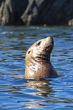 Northern (Steller) sea lion (Eumetopias jubatus) colony on sail rock in Frederick Sound, southeastern Alaska